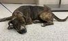 adoptable Dog in  named OCTAVIA