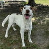 adoptable Dog in  named ARES