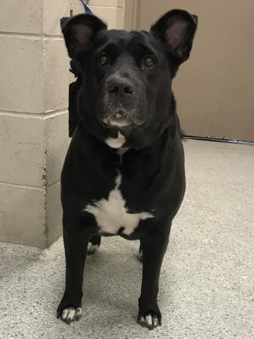 adoptable Dog in Conroe, TX named OREO