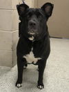 adoptable Dog in  named OREO