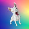 adoptable Dog in  named ASHLYNN