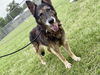 adoptable Dog in  named PAPA SMURF