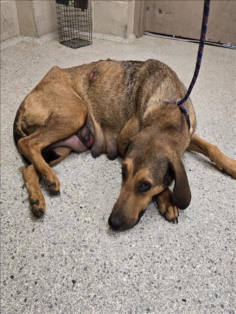 adoptable Dog in Conroe, TX named PIPER
