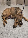 adoptable Dog in  named PIPER