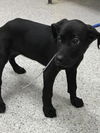 adoptable Dog in  named A417299