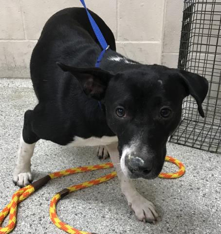 adoptable Dog in Conroe, TX named JETSON