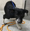 adoptable Dog in  named JETSON