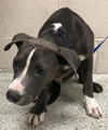 adoptable Dog in  named CASSIAN