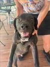 adoptable Dog in  named KYLO