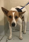 adoptable Dog in  named A417204