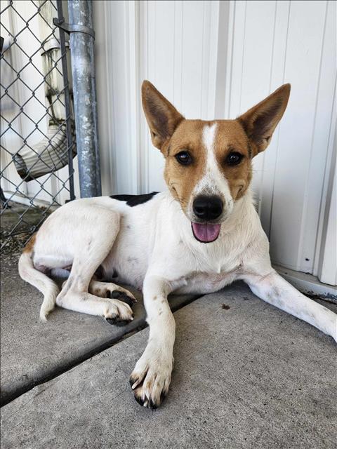 adoptable Dog in Conroe, TX named RITA