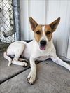adoptable Dog in  named RITA