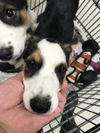 adoptable Dog in  named A417205