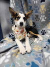 adoptable Dog in  named MARTINI