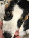 adoptable Dog in  named A417206