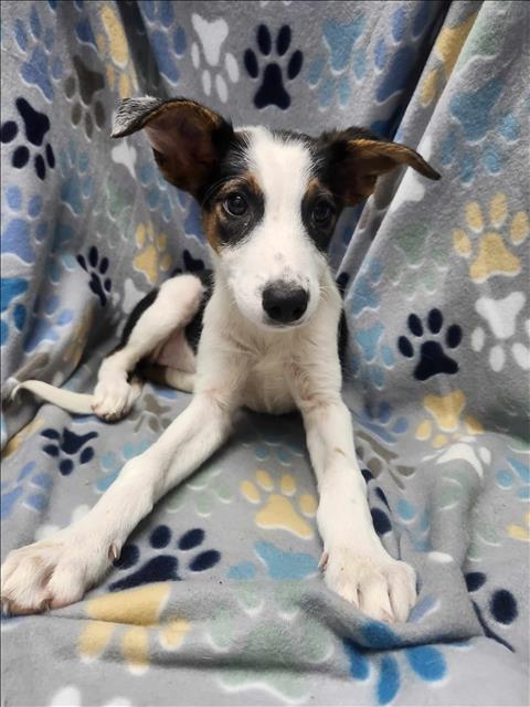 adoptable Dog in Conroe, TX named BELLINI