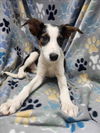 adoptable Dog in  named BELLINI