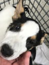 adoptable Dog in  named A417207