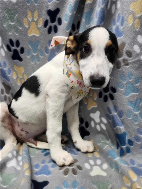 adoptable Dog in Conroe, TX named AMBROSE