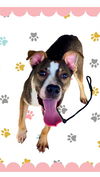 adoptable Dog in  named CALHOUN
