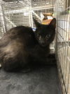 adoptable Cat in  named A415987