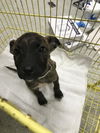 adoptable Dog in  named A417364