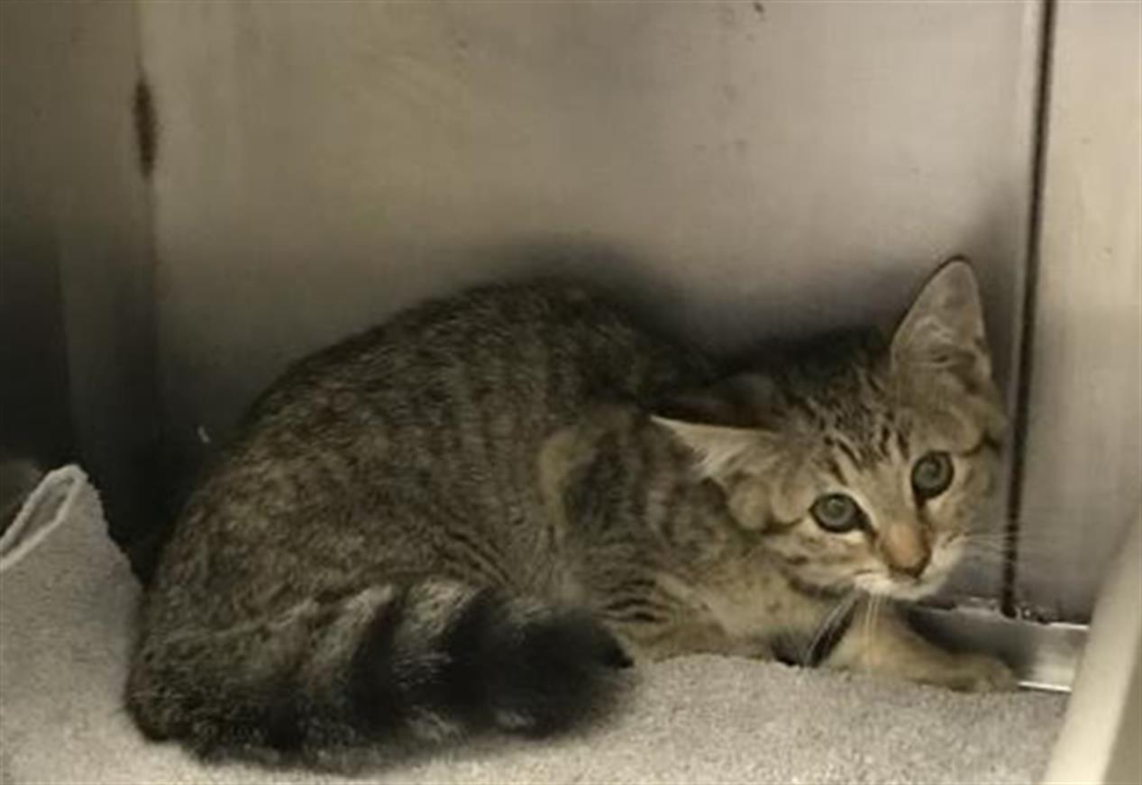 adoptable Cat in Conroe, TX named A417086