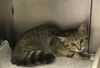 adoptable Cat in  named A417086