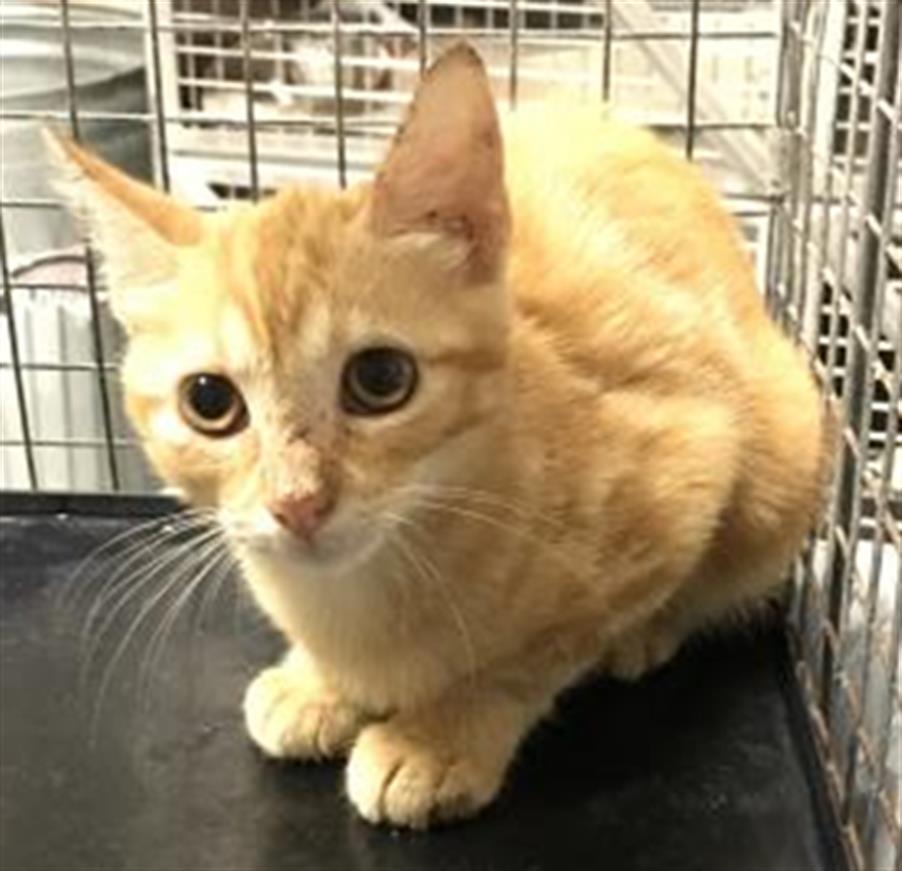 adoptable Cat in Conroe, TX named A417136