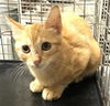 adoptable Cat in  named A417136