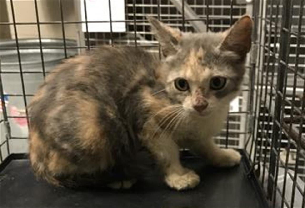 adoptable Cat in Conroe, TX named A417137
