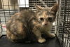adoptable Cat in  named A417137