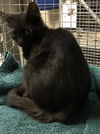 adoptable Cat in  named A417138