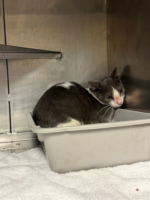 adoptable Cat in Conroe, TX named A417155