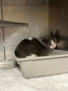 adoptable Cat in  named A417155