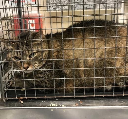 adoptable Cat in Conroe, TX named ZUZU'S PETALS