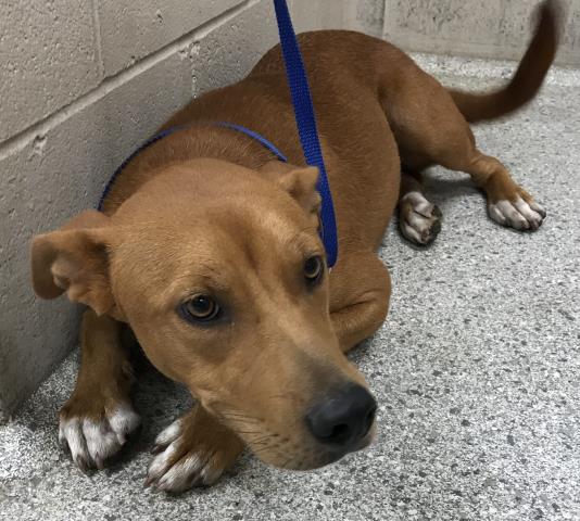 adoptable Dog in Conroe, TX named MARLIE SHAY