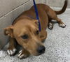 adoptable Dog in  named MARLIE SHAY
