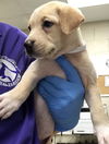 adoptable Dog in  named A417232