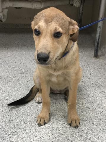 adoptable Dog in Conroe, TX named SOLENE
