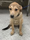 adoptable Dog in  named SOLENE