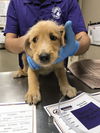adoptable Dog in  named TUCKER