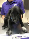 adoptable Dog in  named CURLY