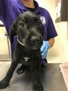 adoptable Dog in  named WAYNE