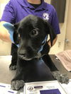 adoptable Dog in  named BOOGIE