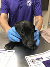adoptable Dog in  named TINK
