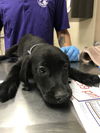 adoptable Dog in  named SHAQ