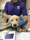 adoptable Dog in  named DUCK