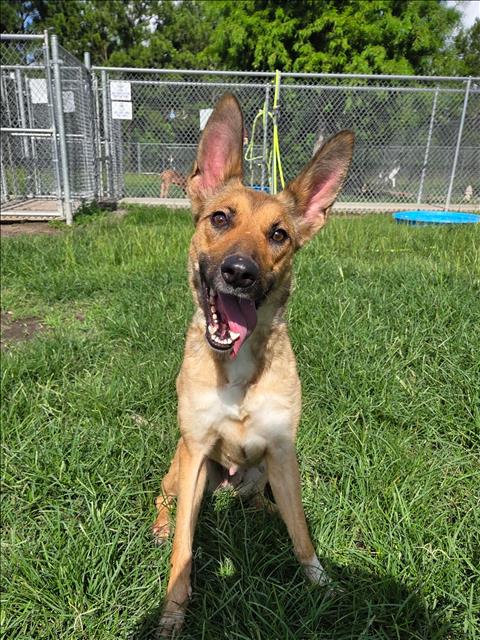 BAMBI - German Shepherd Dog available for adoption