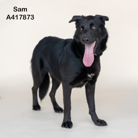SAM Image